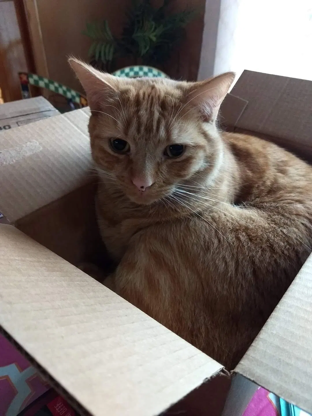 Lost cat in Meriden, CT, 6450