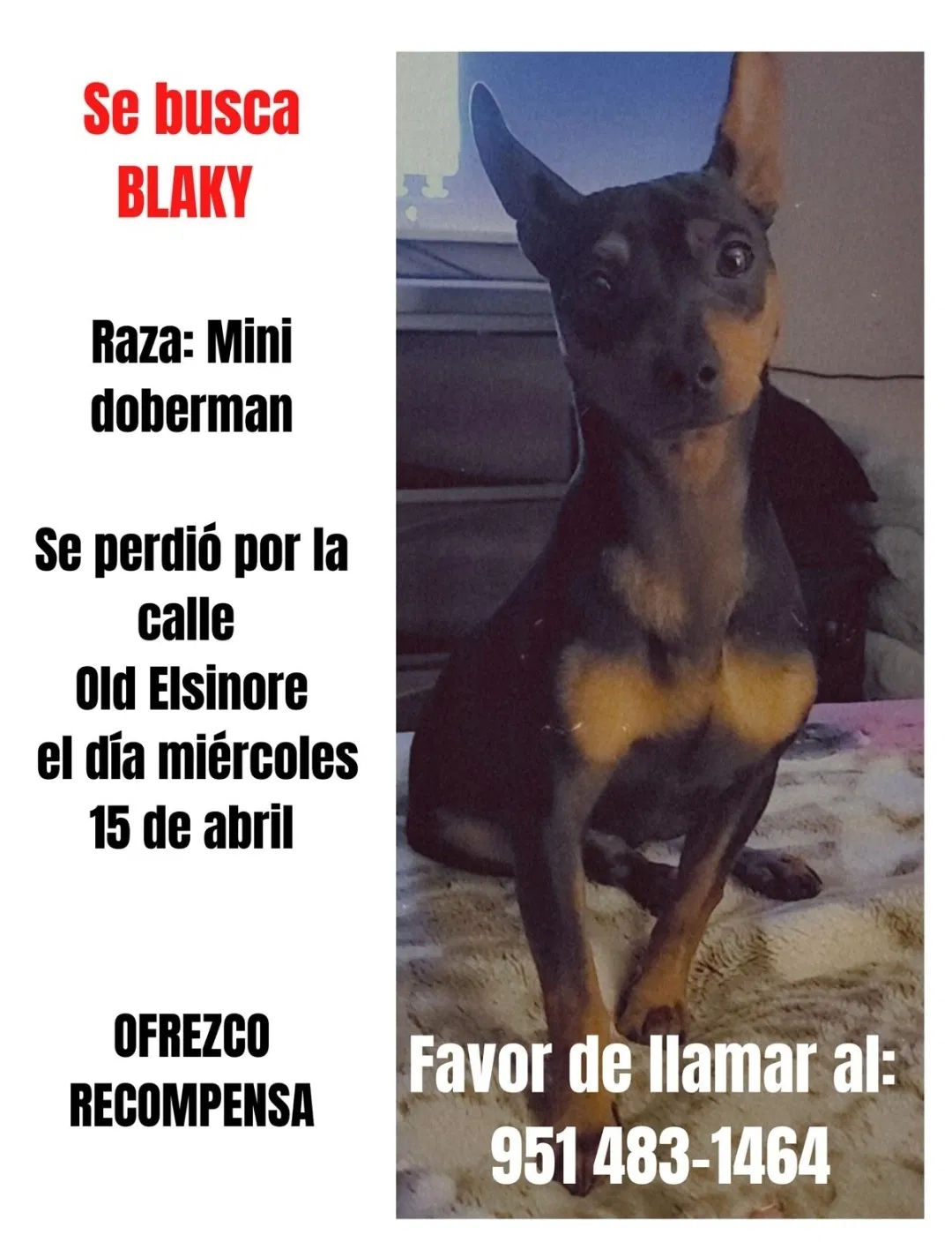 Lost dog in Perris, CA, 92570