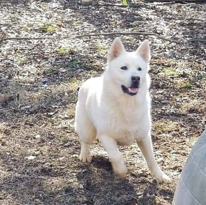 Lost dog in Concord, NC, 28027
