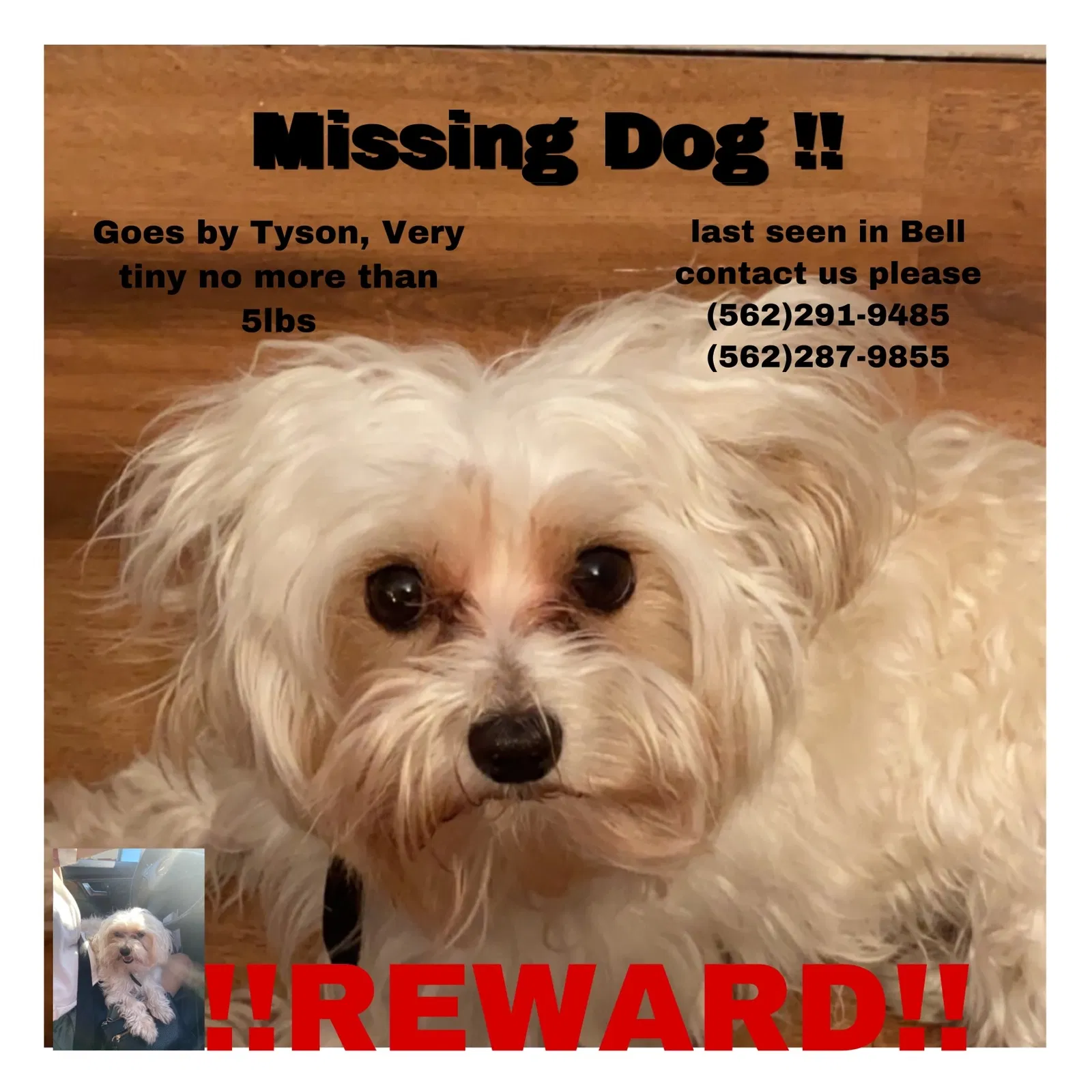 Lost dog in Bell Gardens, CA, 90201