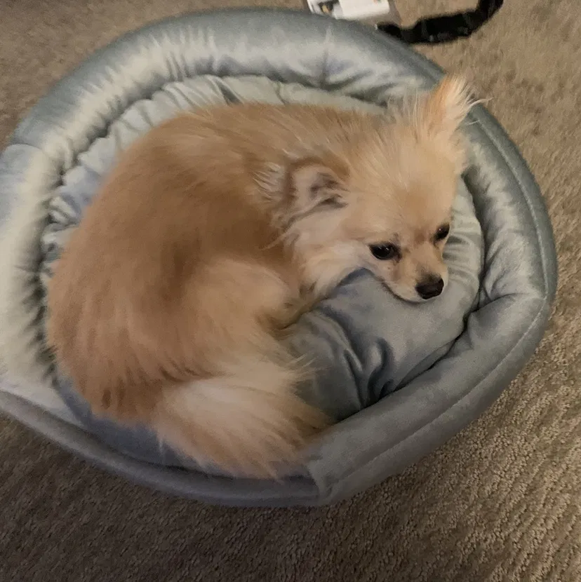 Lost dog in Fontana, CA, 92335