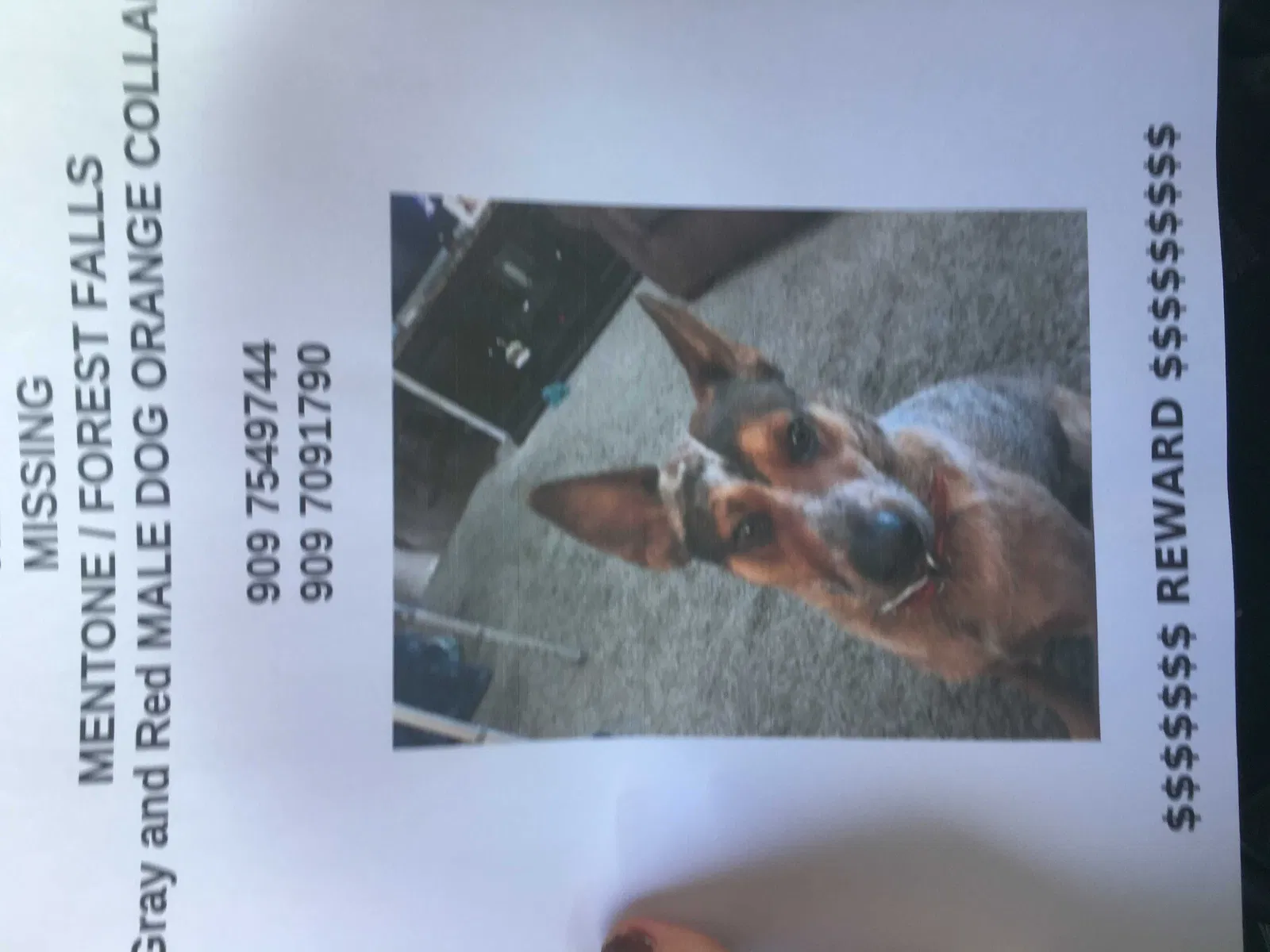 Lost dog in Mentone, CA, 92359