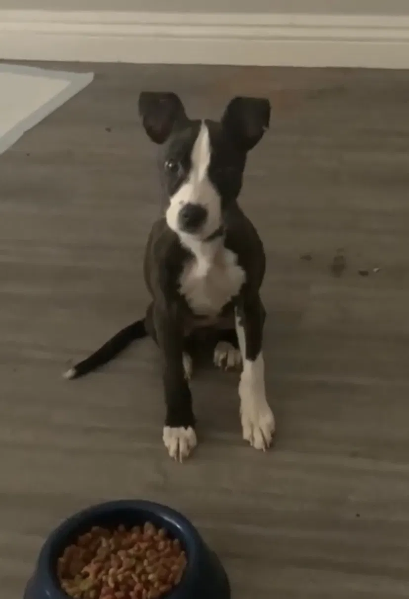 Lost dog in Highland, CA, 92346