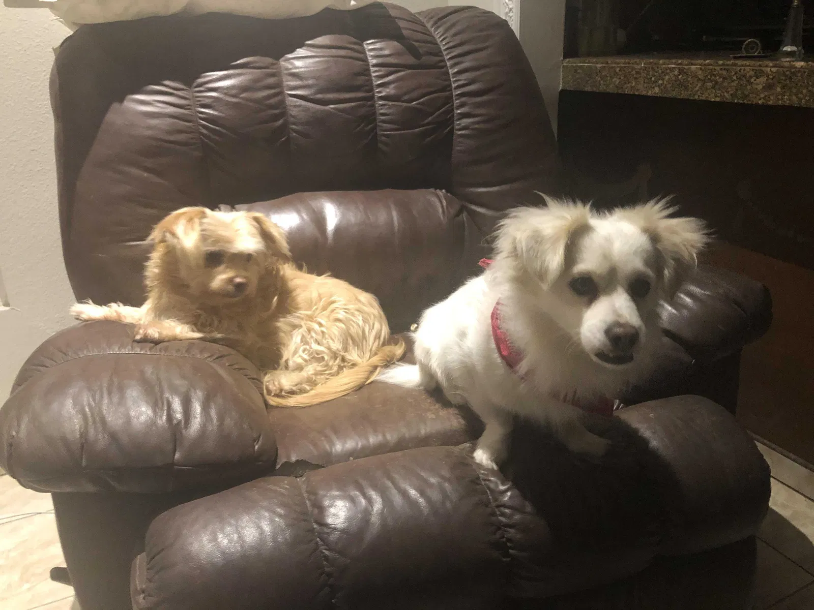 Lost dog in Palm Desert, CA, 92260