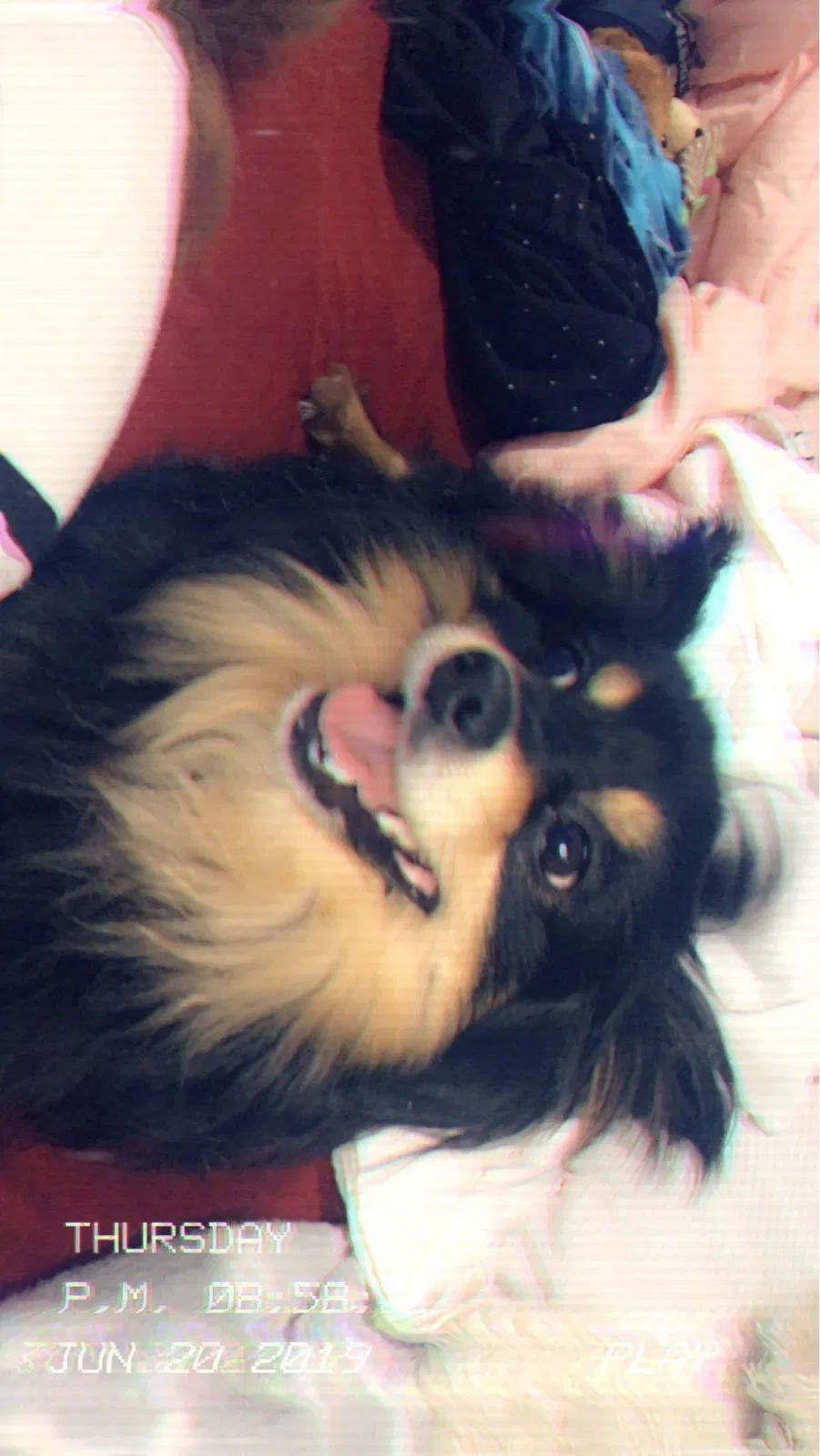 Lost dog in New Brunswick, NJ, 8901