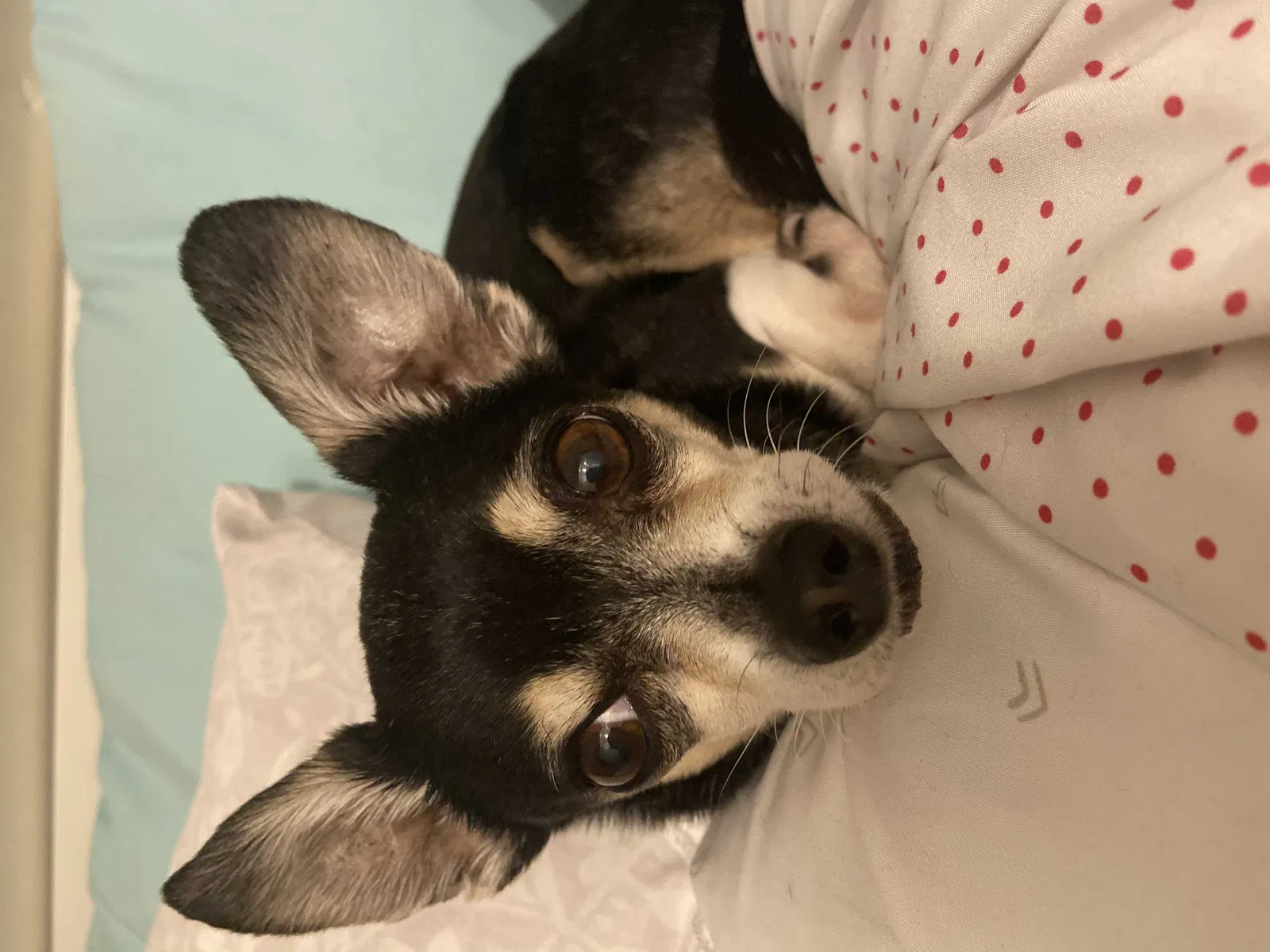 Lost dog in Glendale, CA, 91205