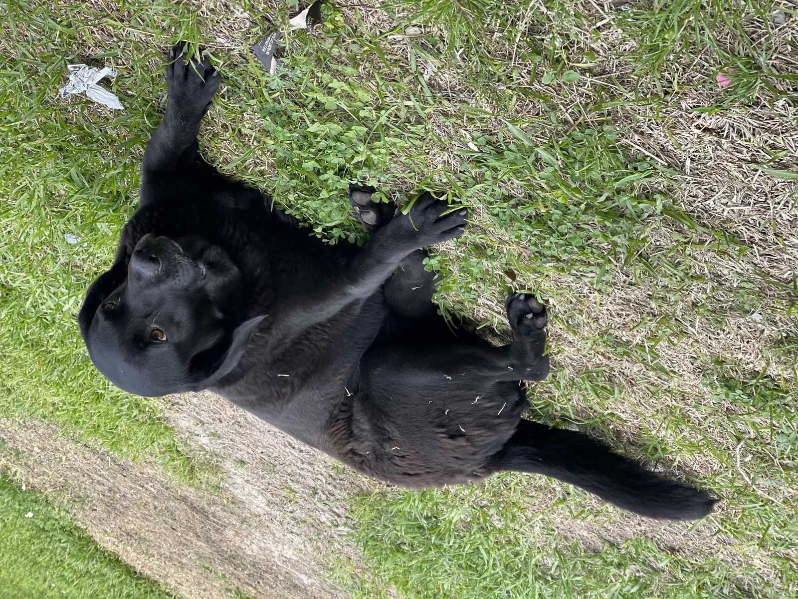 Lost dog in Opelousas, LA, 70570