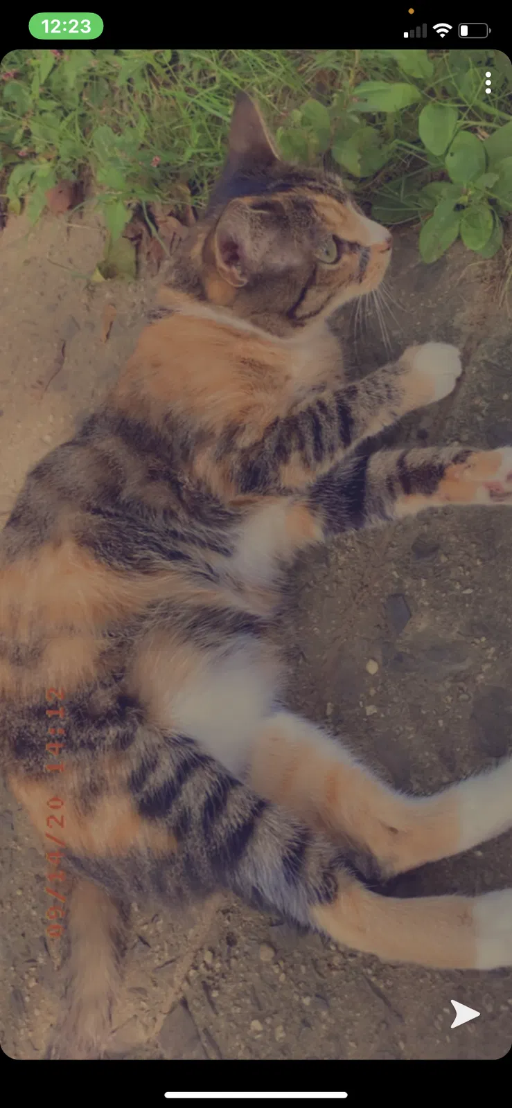 Lost cat in Coatesville, PA, 19320