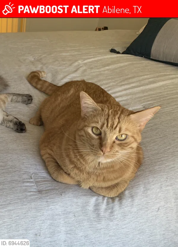 Lost cat in Abilene, TX, 79606