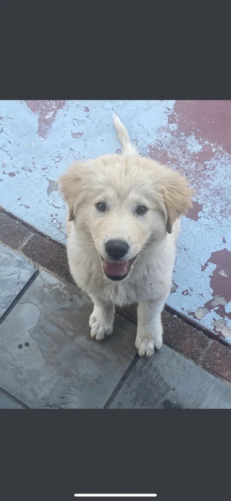 Lost dog in Baytown, TX, 77521