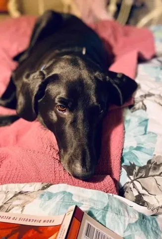 Lost dog in North, SC, 29112