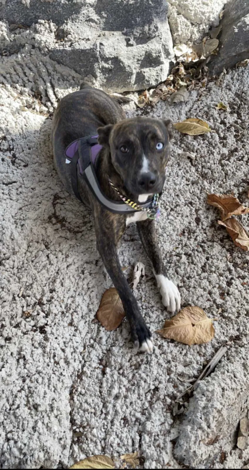 Lost dog in Wilkes Barre, PA, 18702