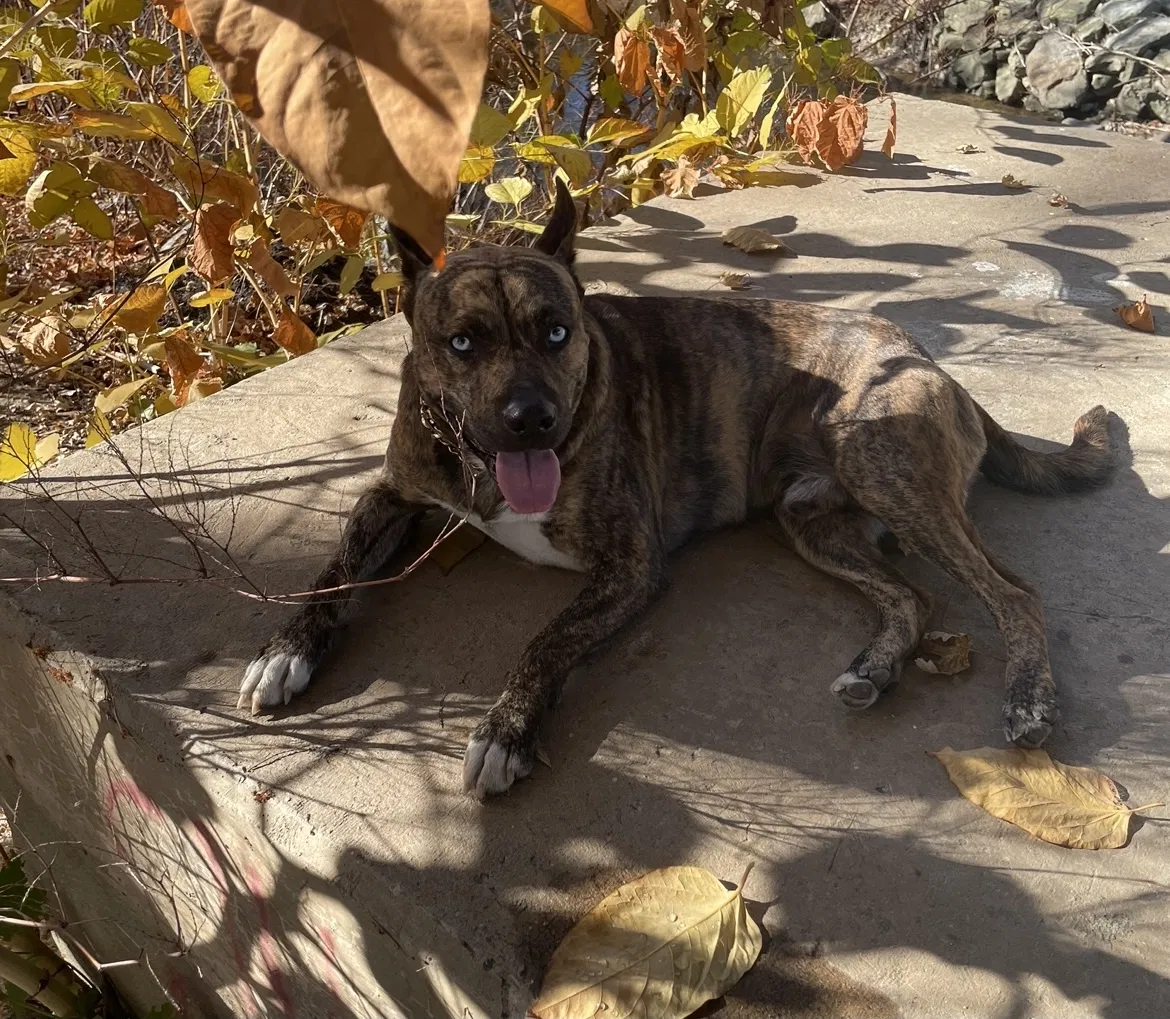 Lost dog in Wilkes Barre, PA, 18702