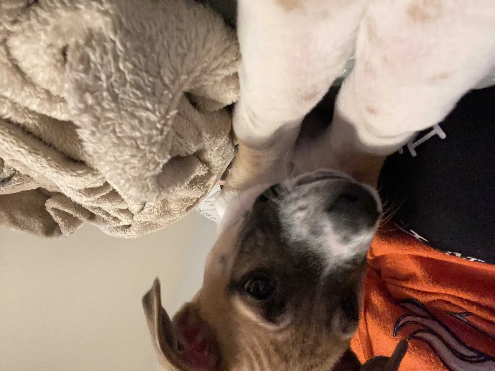Lost dog in Antioch, TN, 37013