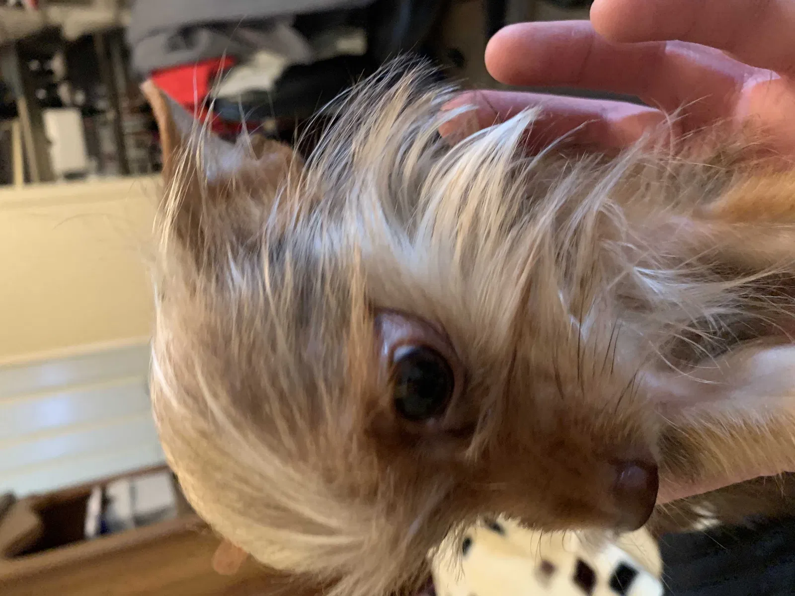 Lost dog in Visalia, CA, 93292