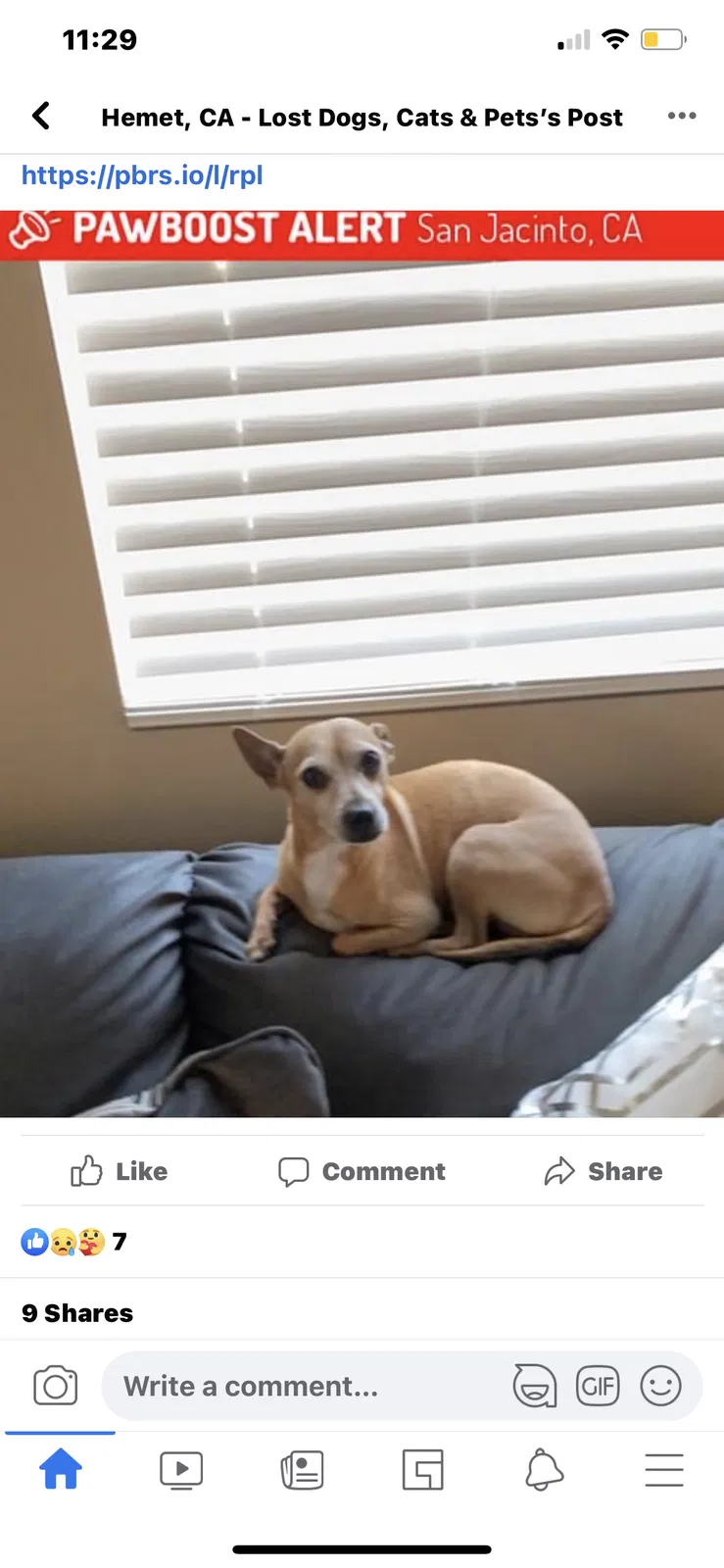 Lost dog in San Jacinto, CA, 92582