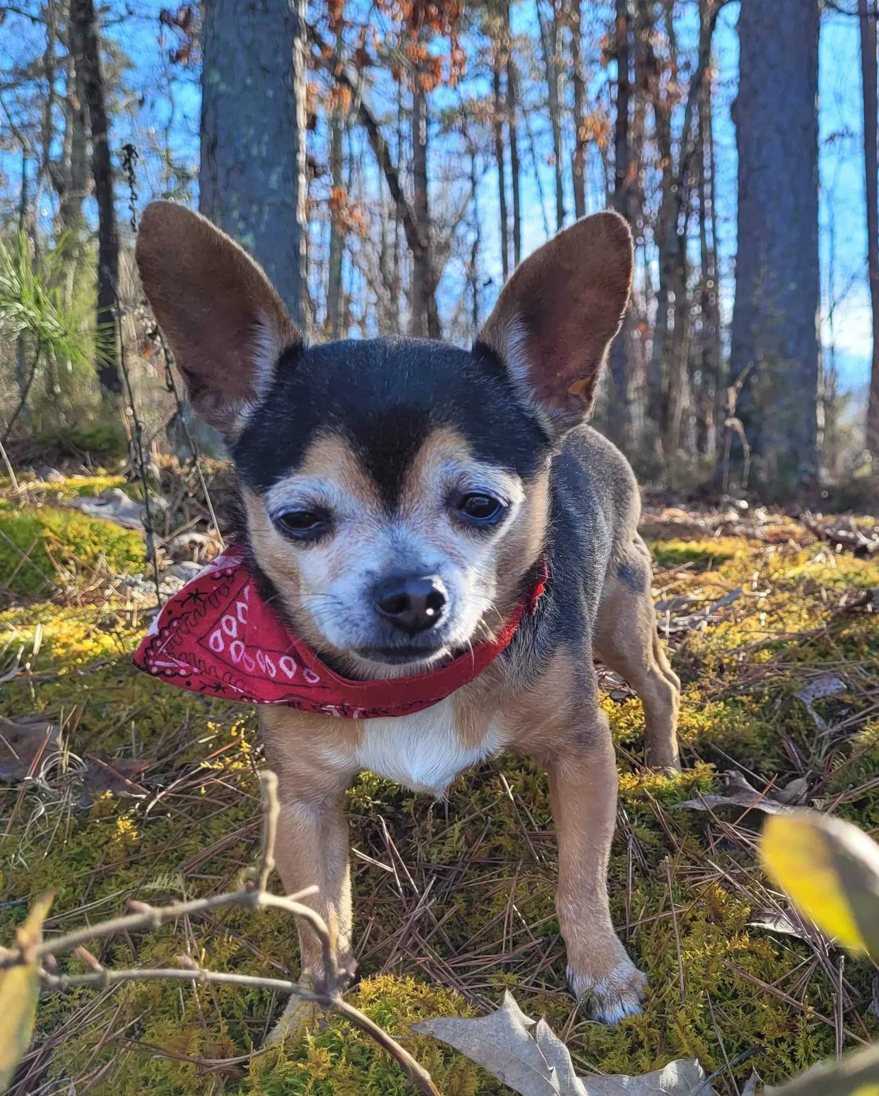 Lost dog in Lenoir City, TN, 37772