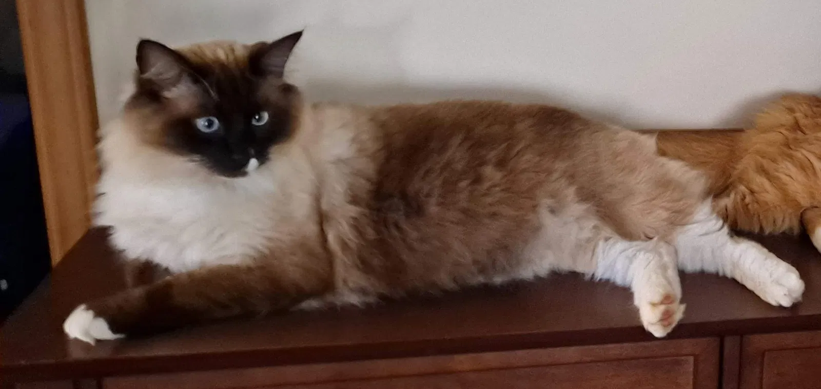 Lost cat in Kernersville, NC, 27284