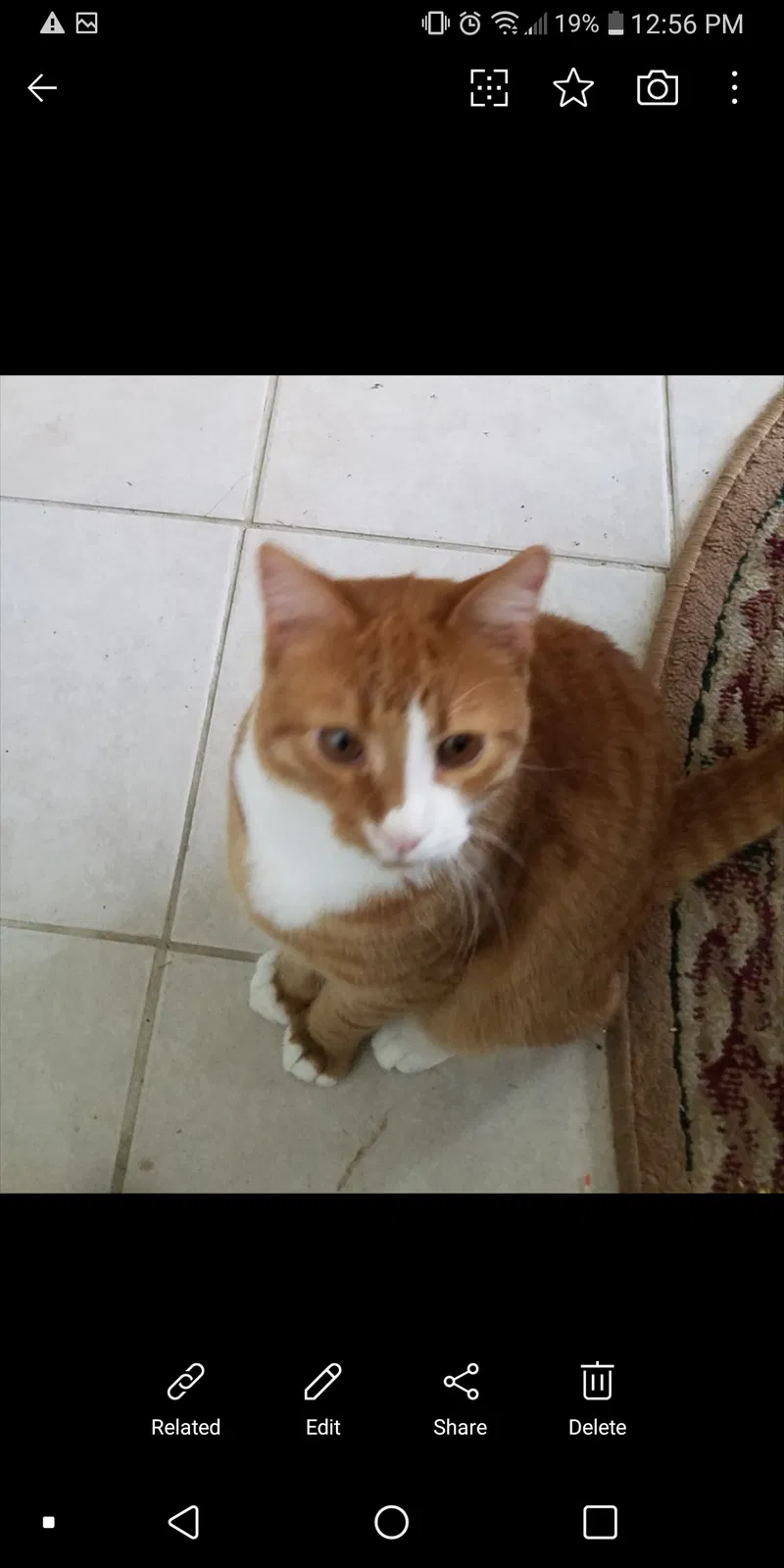 Lost cat in Zanesville, OH, 43701
