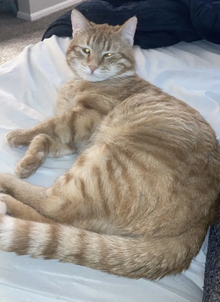 Lost cat in Tulsa, OK, 74136