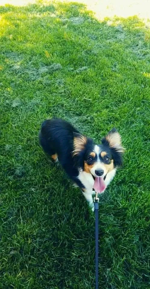 Lost dog in Eagle Point, OR, 97524
