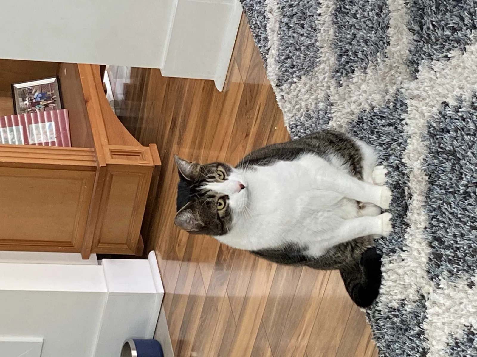 Lost cat in Dallastown, PA, 17313