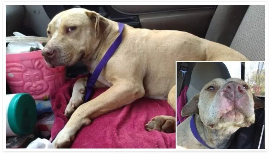 Lost dog in Ellenwood, GA, 30294