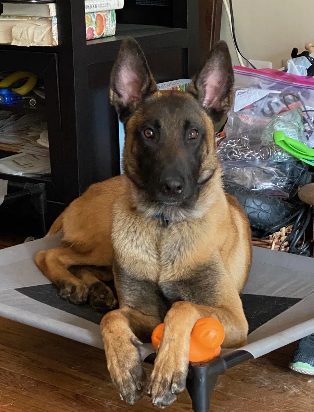 Lost dog in Upper Marlboro, MD, 20772