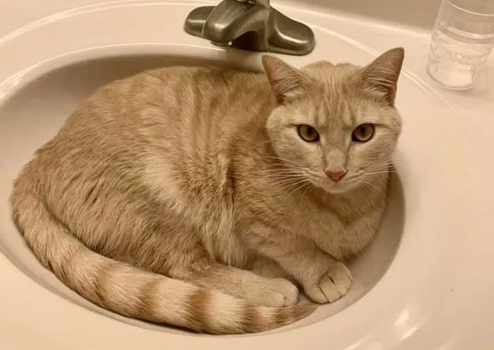 Lost cat in Fairfax Station, VA, 22039