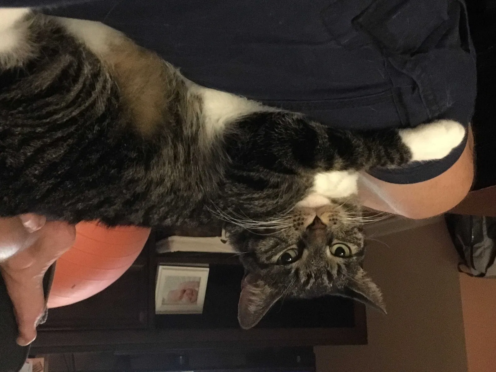Lost cat in La Grange Park, IL, 60526