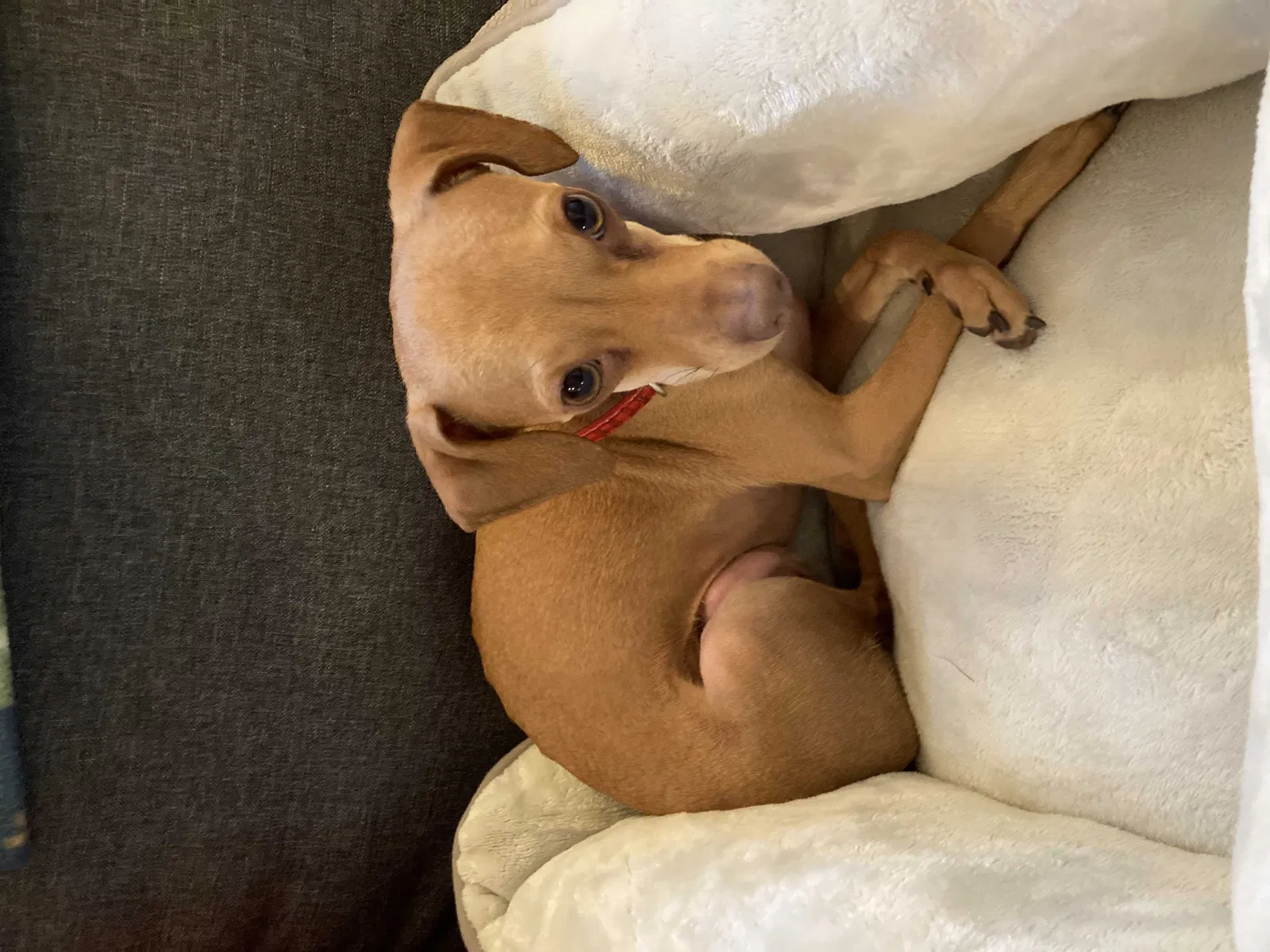 Lost dog in Appleton, WI, 54915