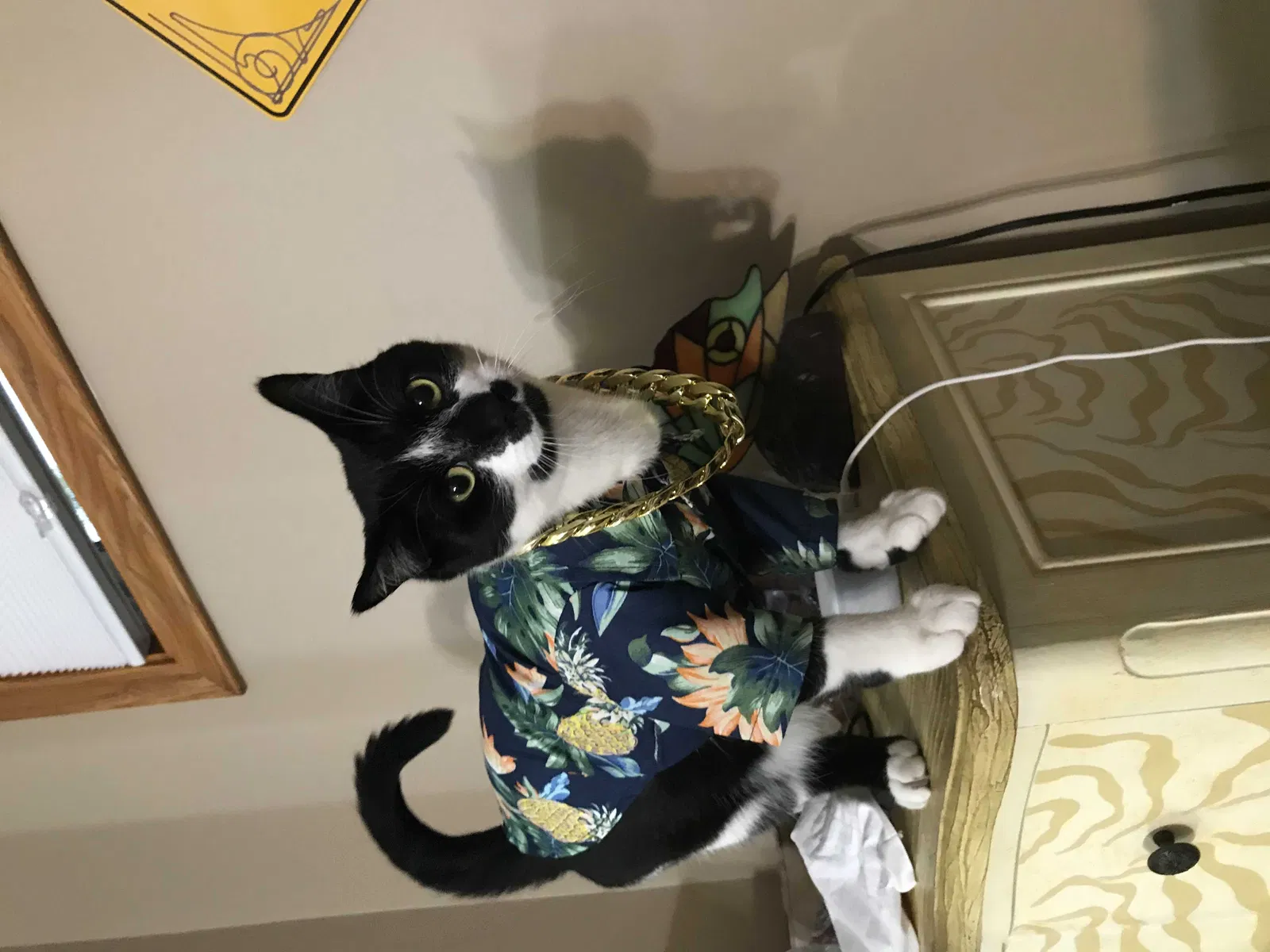 Lost cat in Minneapolis, MN, 55425