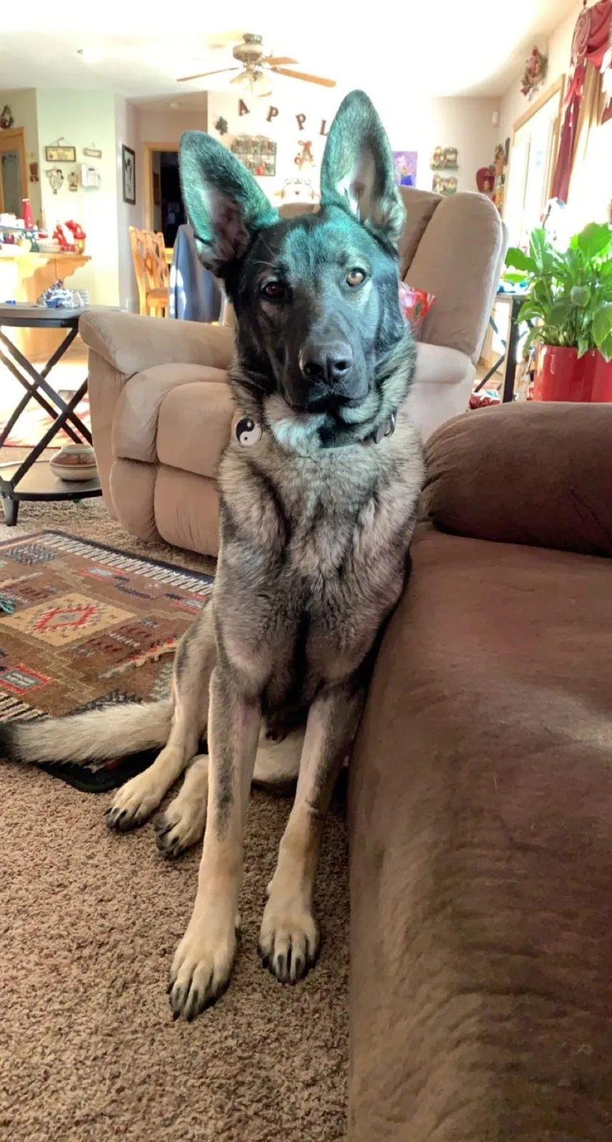 Lost dog in Box Elder, MT, 59521
