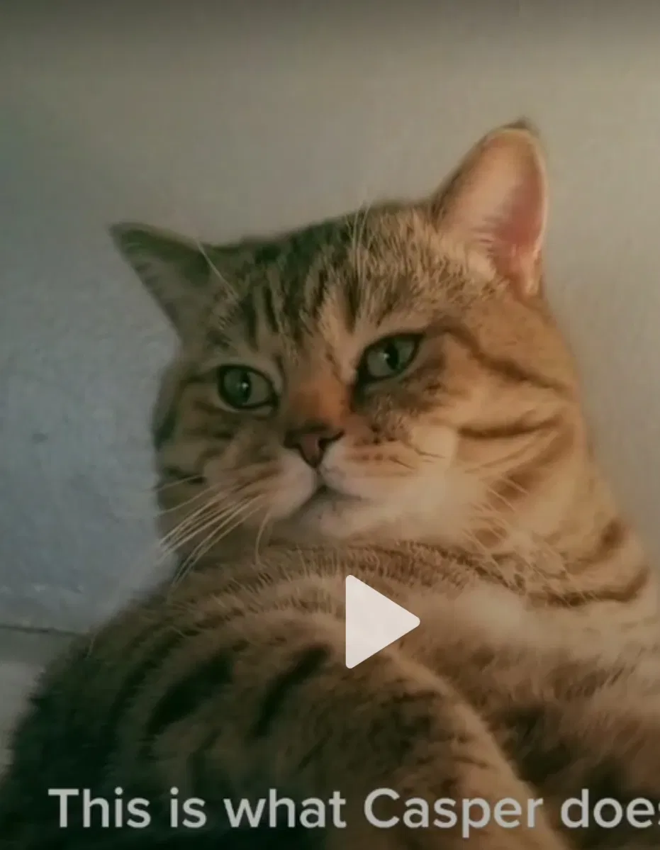 Lost cat in Chicago, IL, 60652
