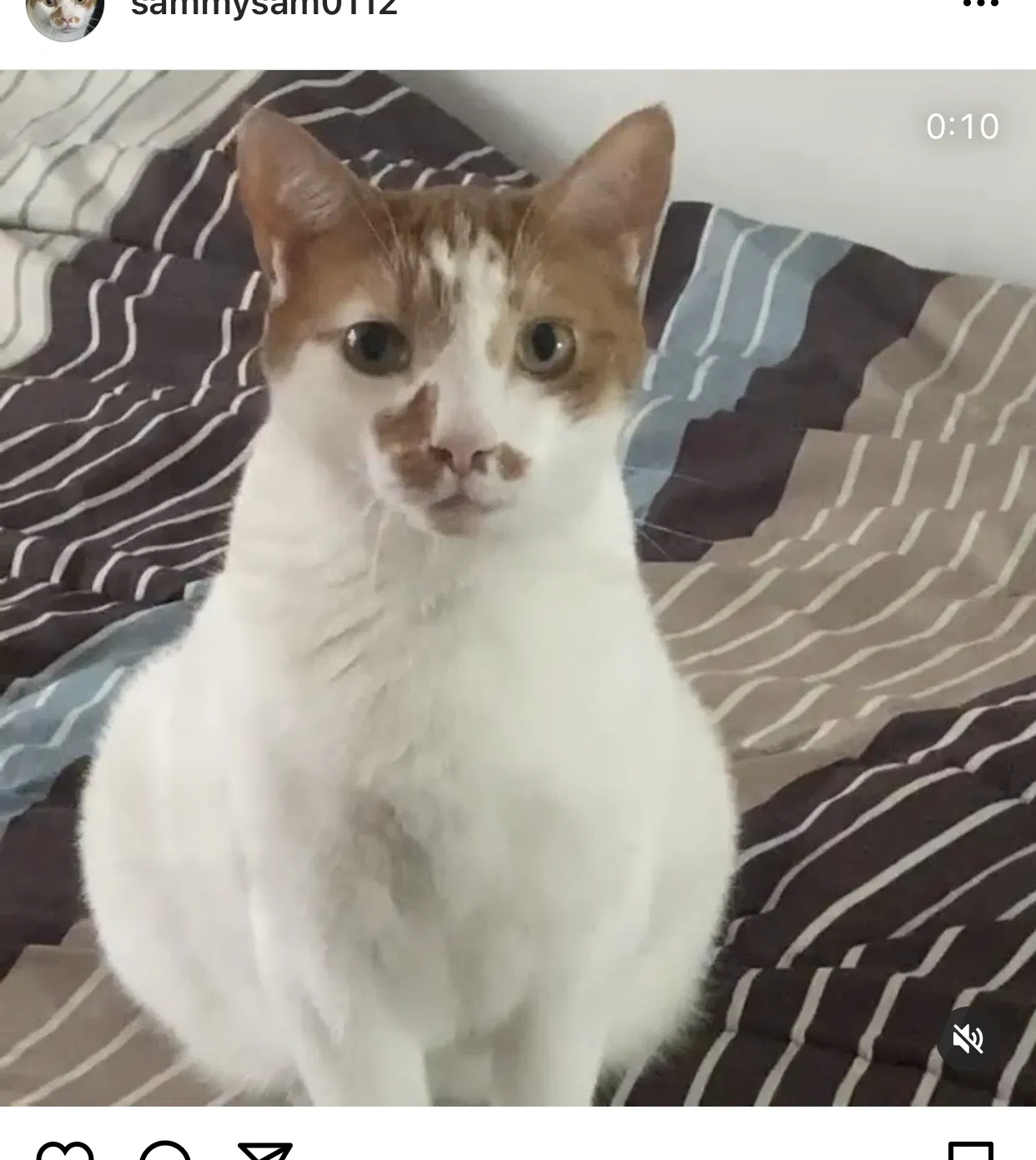 Lost cat in Brooklyn, NY, 11214