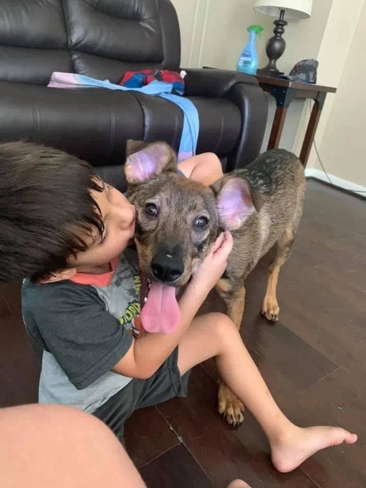 Lost dog in Katy, TX, 77449