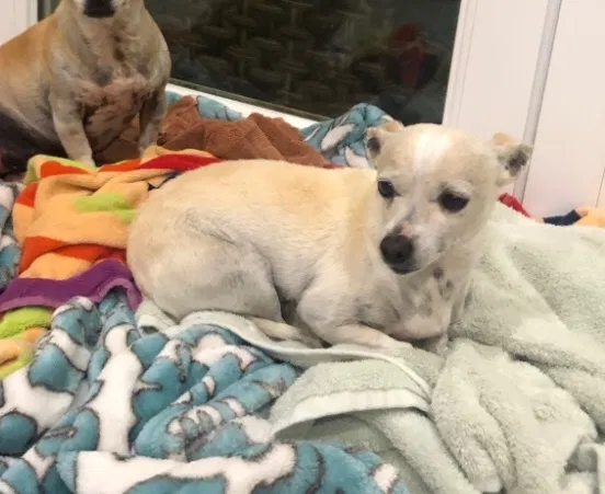 Lost dog in Riverside, CA, 92504