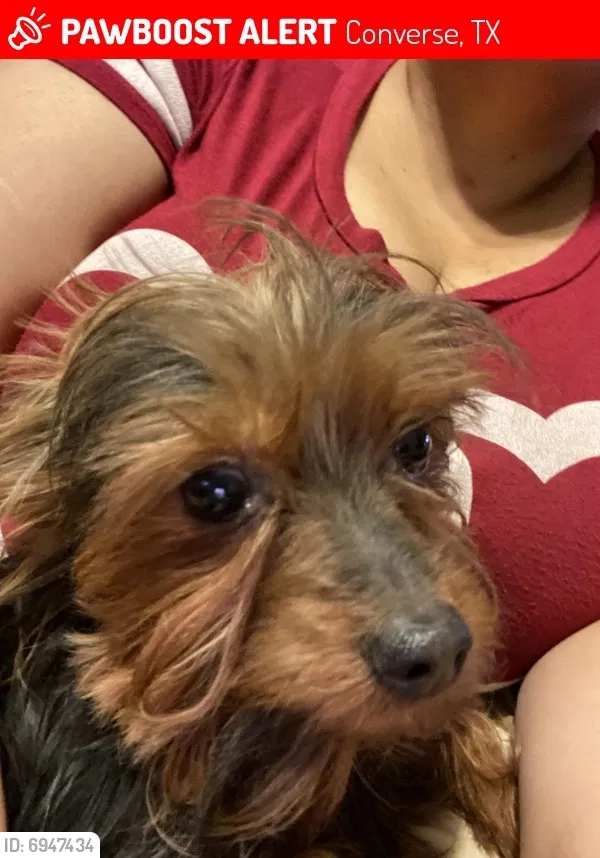 Lost dog in Converse, TX, 78109