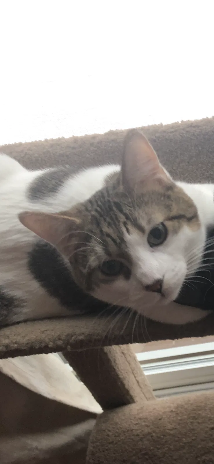 Lost cat in Minneapolis, MN, 55406