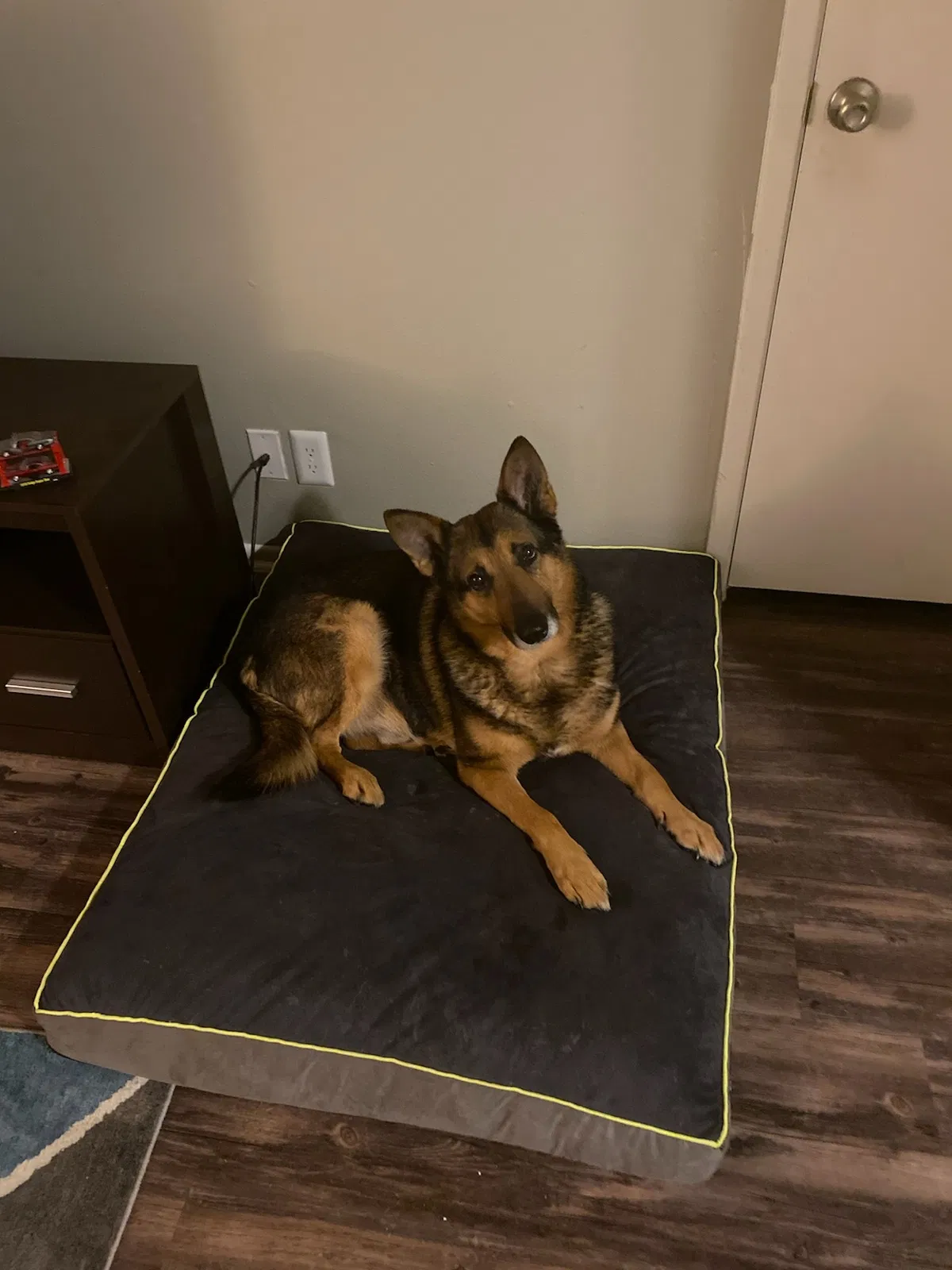 Lost dog in Converse, TX, 78109