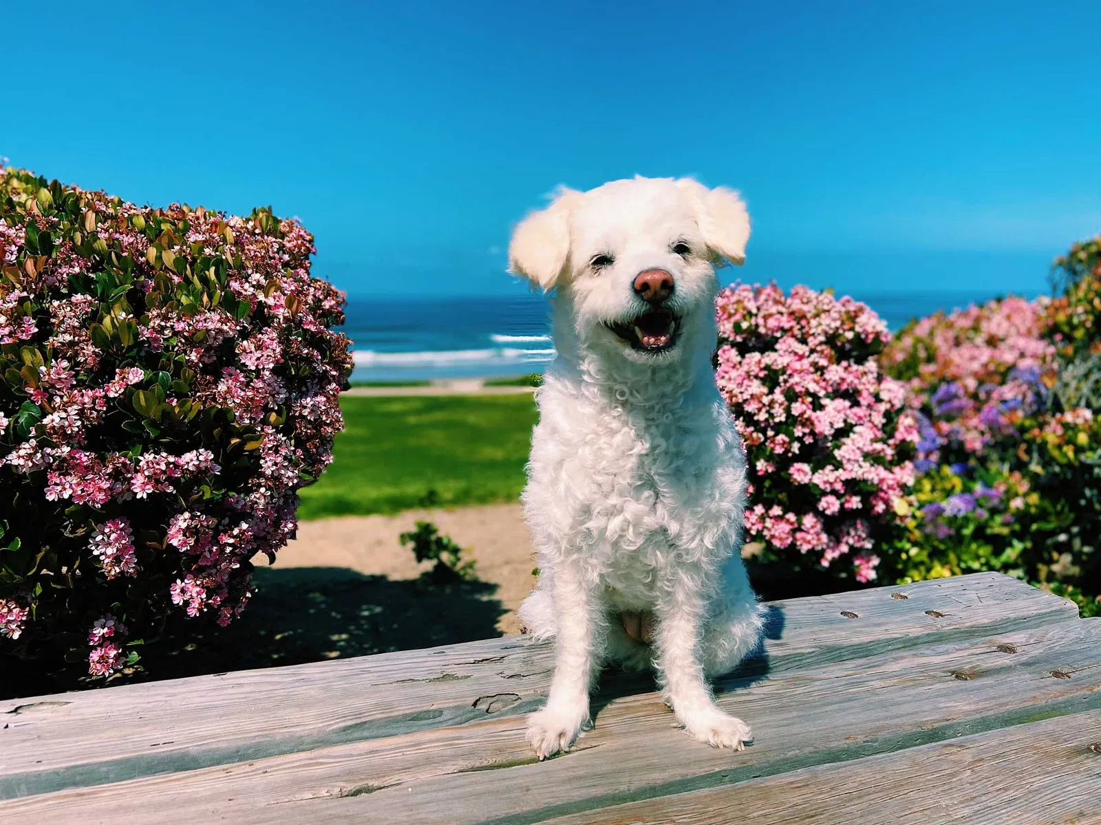 Lost dog in Cardiff By The Sea, CA, 92007