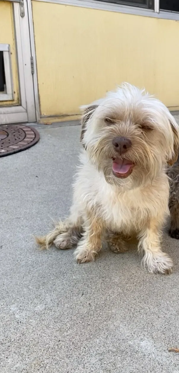 Lost dog in Covina, CA, 91722