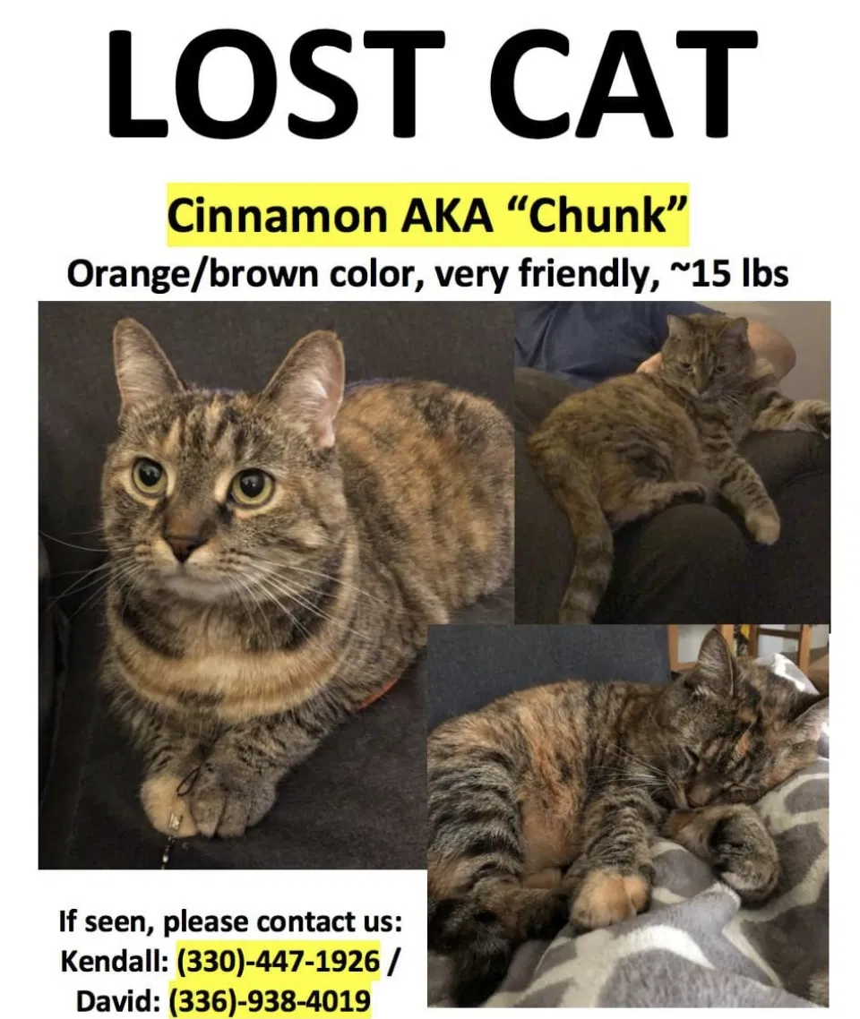 Lost cat in Greensboro, NC, 27410