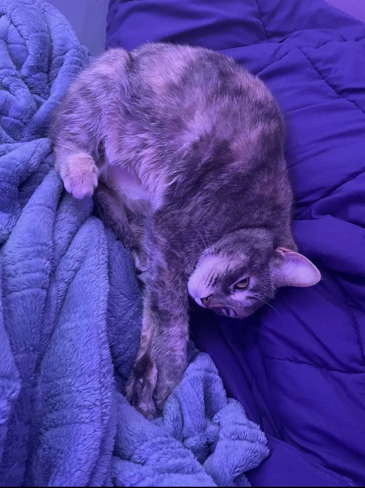 Lost cat in Oceanside, CA, 92057