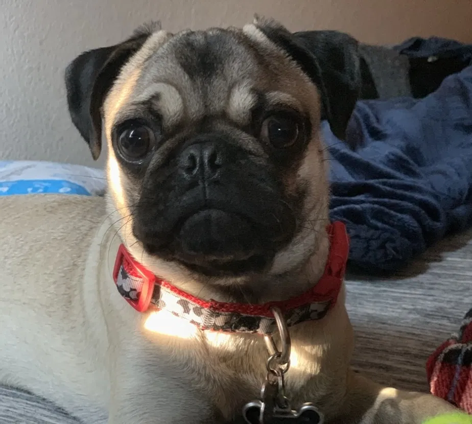 Lost dog in Stockton, CA, 95206