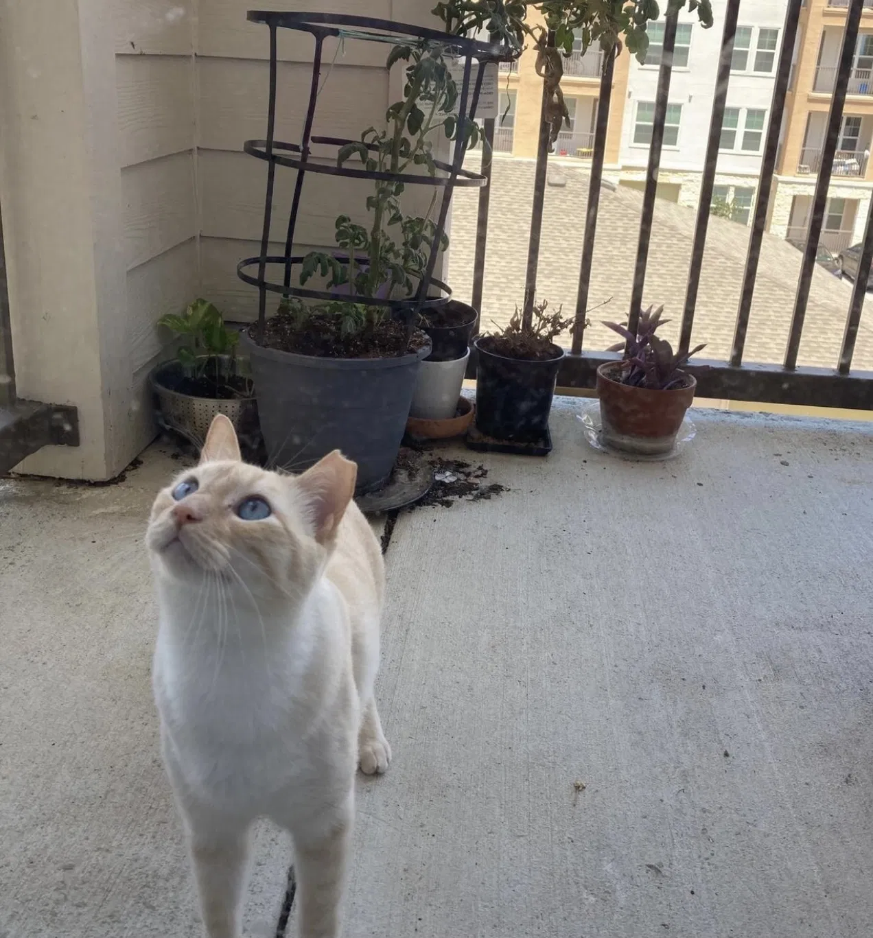 Lost cat in San Antonio, TX, 78249