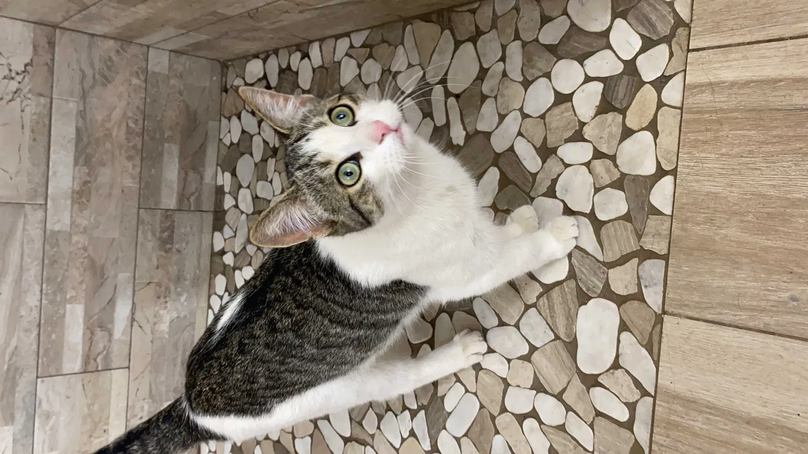 Lost cat in Mesa, AZ, 85207