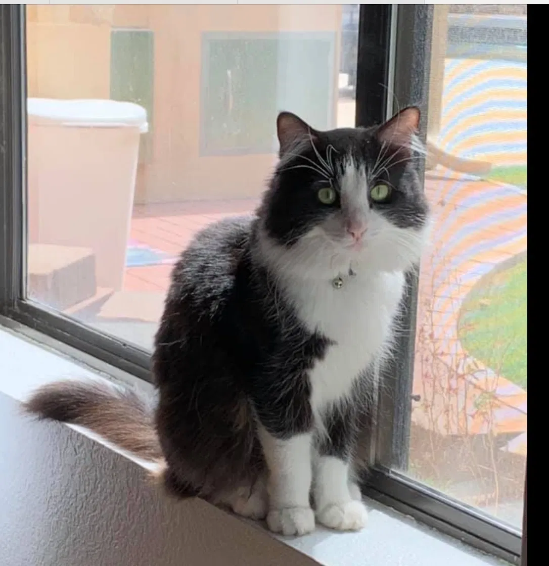 Lost cat in Scottsdale, AZ, 85251