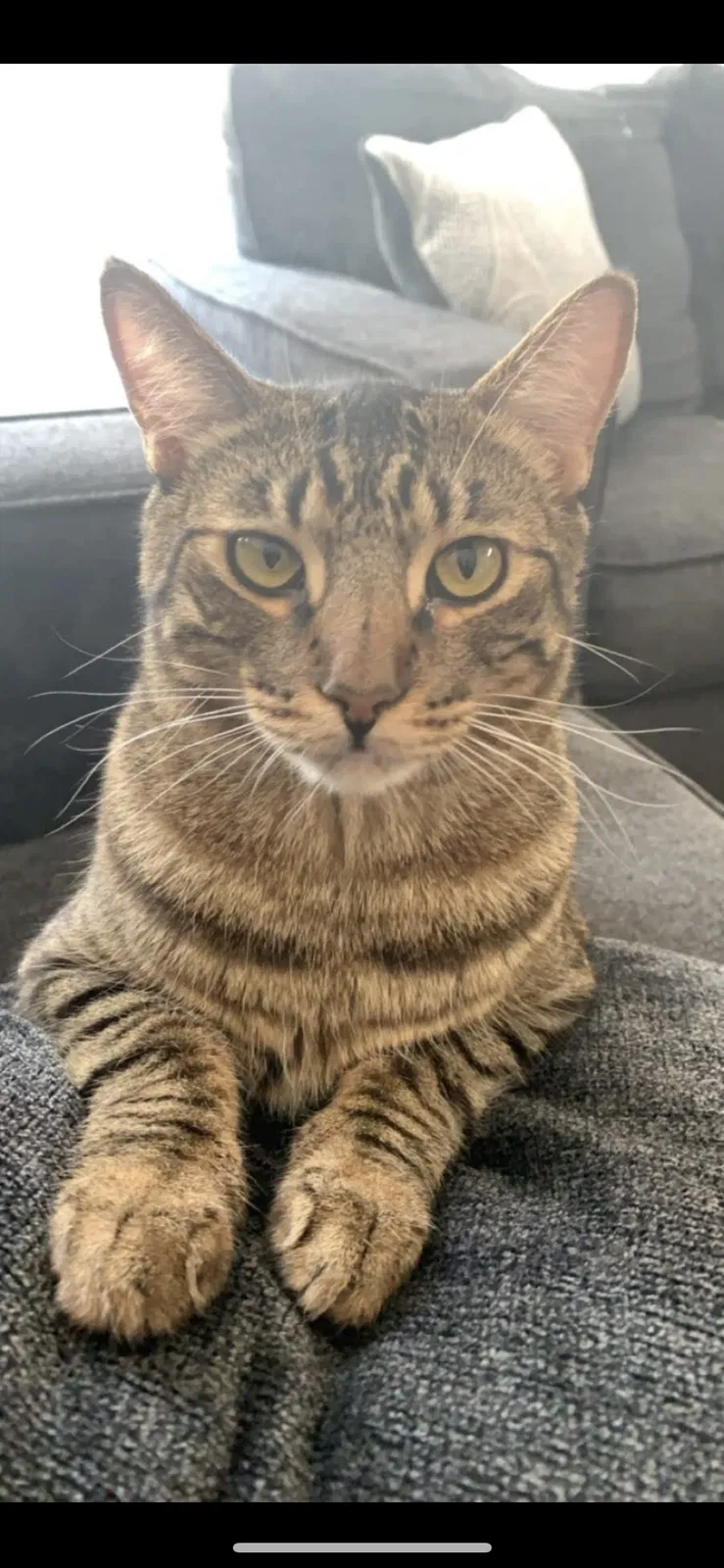 Lost cat in North Las Vegas, NV, 89031