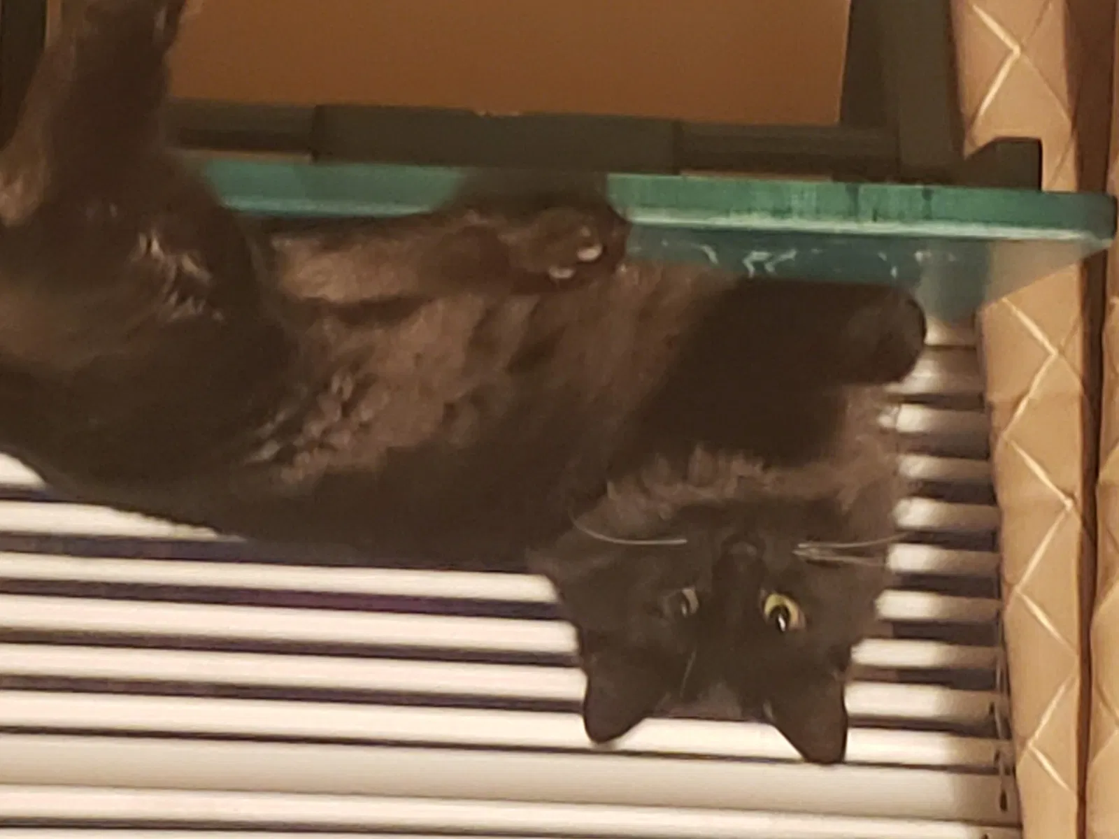 Lost cat in Milwaukee, WI, 53209